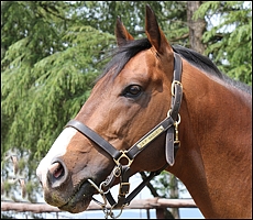 A.P. Answer, Clifton Stud. Image: Candiese Marnewick