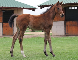A.P. Answer(USA) - Bit Of Bubbly by Personal Hope(USA). Image: Candiese Marnewick
