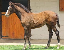 A.P. Answer(USA) - Cheetham Flag by Allied Flag(USA). Image: Candiese Marnewick