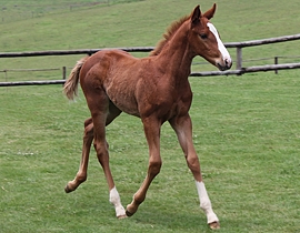 A.P. Answer(USA) - Frisky Flag by Allied Flag(USA). Image: Candiese Marnewick