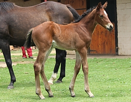A.P. Answer(USA) - Le Touessrok by Northern Guest(USA). Image: Candiese Marnewick