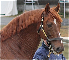 A.P. Arrow, Summerhill Stud. Image: Candiese Marnewick