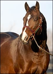 A.P. Indy