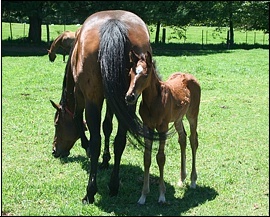 War Echo with 2009 foal Athena's Echo by Carpocrates - Rathmor Stud