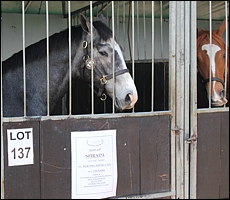 Backworth Stud, Lot 137, Spirada (Surging River x Tsunami by Shaamit). Candiese Marnewick
