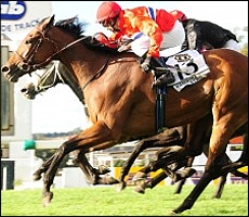 Bambina Stripes(ARG)
