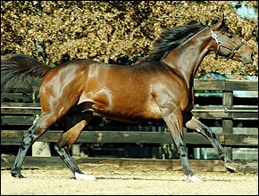 Bankable(IRE) - images: Summerhill Stud