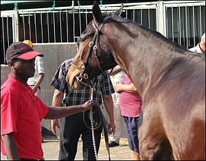 Barefoot Lady, sold for R120 000 at the Suncoast KZN Yearling Sale, bred by Clifton Stud. Image: Candiese Marnewick.