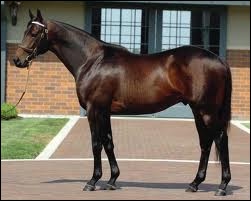 Bernardini by A.P. Indy - Cara Rafaela by Quiet American