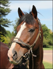 Bezrin at Rathmor Stud. Image: Candiese Marnewick/MMVII