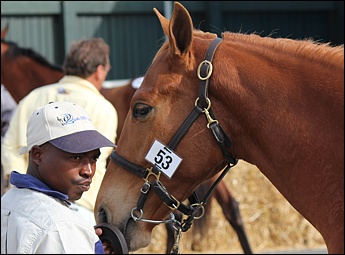 Bush Hill Stud - Yearling Sales