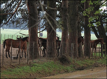 Yearlings