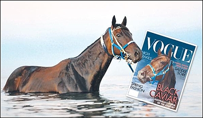 Black Caviar will be gracing the cover of Australia's December edition of Vogue Magazine. Image: Black Caviar's Official FB Page