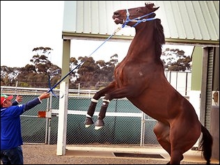 Black Caviar while leaving quarantine in Werribee with handler Tony Hayden. Picture: Wayne Ludbey The Daily Telegraph