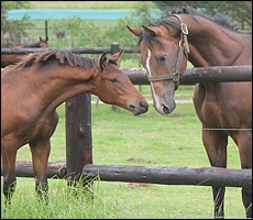 Blind Rise greeting his sire Carpocrates(USA) Image: Candiese Marnewick/MMVII