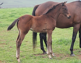 Brave Tin Soldier(USA) - Catherinethegreat by Winter Romance(GB). Image: Candiese Marnewick
