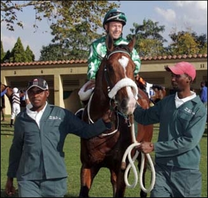 Call To Combat, by Announce, standing at Hadlow Stud for his second season this year. Image: Gold Circle