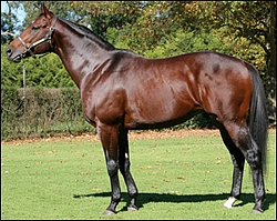 Cataloochee at Summerhill Stud. Image: John Lewis