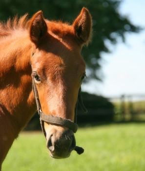 King's Chapel foal out of Collection Prive. Image: Ian Todd