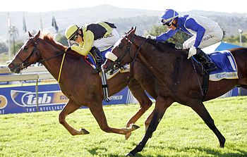 Colour Of Courage bred by Backworth Stud. Image: Gold Circle