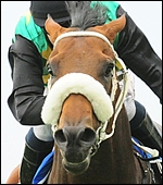 Curved Ball G1 Goldmine stallion match - follow the link to compare your mares. Image: Bush Hill Stud