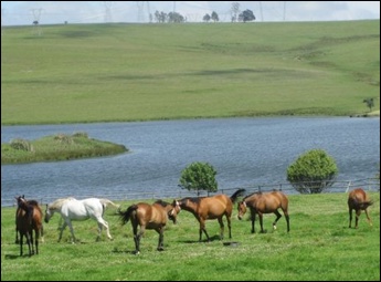 Mares