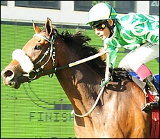 Dancewiththedevil, Graystone Stud. Image: sportingpost.co.za