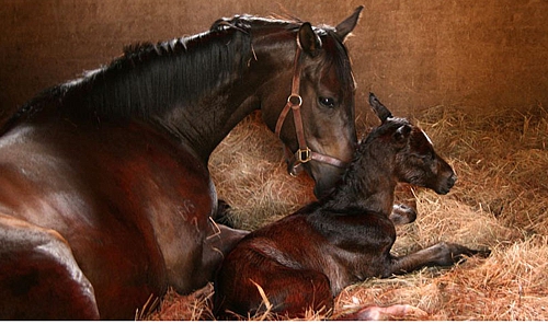 Western Winter colt from mare Dancing Royale. Image: Ian Todd