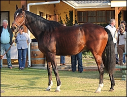Daring Bid(USA), brought by Orangewood Stud. Image: Candiese Marnewick