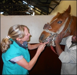 Image: Bosch Hoek Equine Hospital