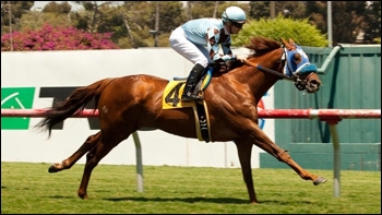 Dhaamer, half-brother to Malhub. Image: followhorseracing.com