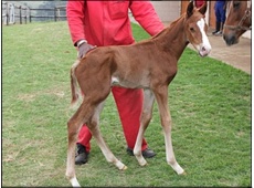 A.P. Answer(USA) x Divine Heights by Divine Force