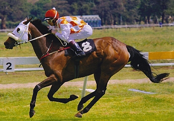 Double Date. Image: Midlands Thoroughbreds