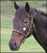 Emperor's Dance - foaled a Jam Alley colt on friday night