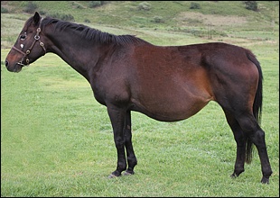 Emperor's Dance, the week before foaling her Jam Alley colt. Image: Candiese Marnewick