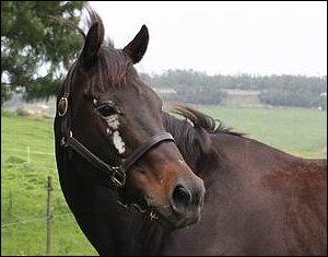 Emperors Dance, Hadlow Stud. Image: Cathy Martin