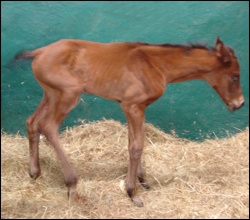 Strategic News x Flotilla hour old colt