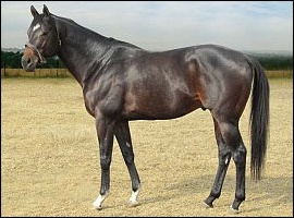 Fort Beluga - Spring Valley Stud