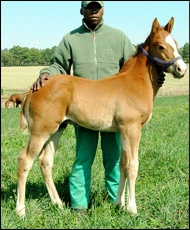 Brave Tin Soldier x Foxy Blonde/Requiem