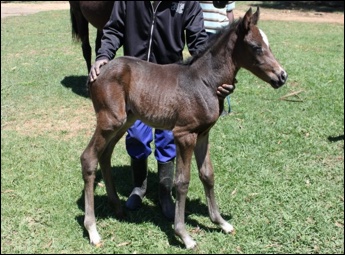 Second Empire x French Minuet by Saumarez