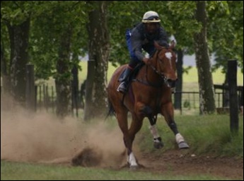 Cotswold