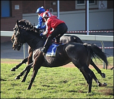 Gallops. Image: Candiese Marnewick