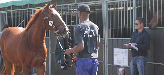 Glen Kotzen inspecting a yearling from Middlefield Stud - a son of Carpocrates from the immediate family of Link Man and North By Northwest. Image: Candiese Marnewick