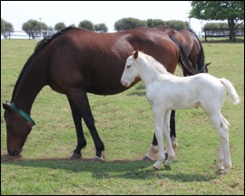 Perakeen and Gran Blanco