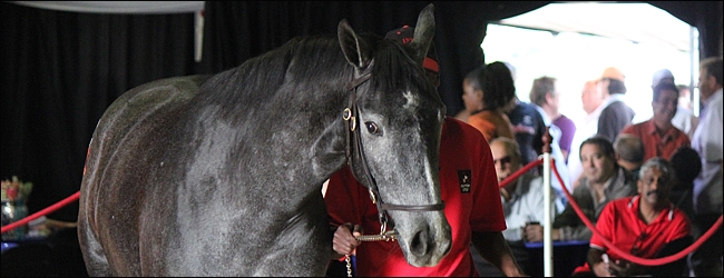Clifton Stud's Lot 229, a beautiful grey filly by Black Minnaloushe out of a Russian Fox mare, Foxem. Dam is a half-sister to Fanciful, family of Cover Look. Image: Candiese Marnewick