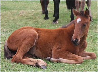 Gypsy Queen's 2011 Fort Wood filly at Rathmor Stud