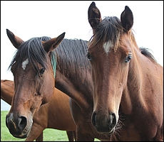 Gypsy Queen with her 2011 Fort Wood filly. Image: Candiese Marnewick