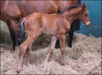 Fort Wood x Gypsy Queen born 24/09/2011