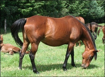 Gypsy Queen - dam of Gypsy's Warning and Surabi