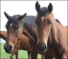 Gypsy Queen with her Fort Wood filly. Image: Candiese Marnewick/MMVII